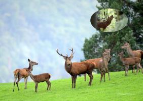Cerf biches et faons