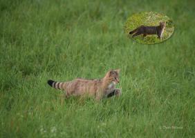 Chats sauvages