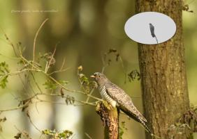 Coucou femelle