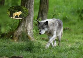 Loups de Ste-Croix