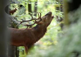 Cerf bramant