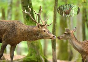 Bisou du cerf