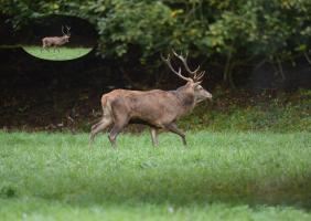 Cerf à la Rundmatt